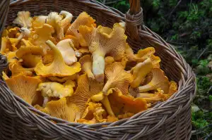 Jedlé Choroše